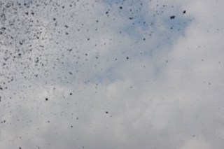 Hướng dẫn sửa máy in bị chấm đen